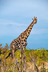 Giraffe, Savuti, Chobe National Park, Botswana