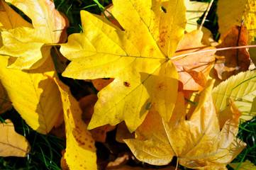 Autumn yellow leaves and ladybug on maple leaf. Top view.