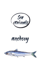 Fresh anchovy, marine atlantic ocean anchovy or sea anchovy fish species. Watercolor hand drawn illustration