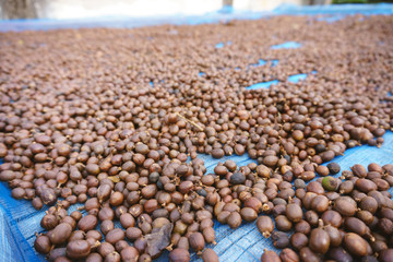 Red berries coffee bean process