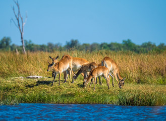 Red lechwe herd, Moremi Game Reserve, Okavango Delta, Botswana