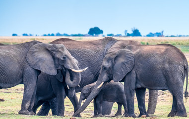 Fototapeta premium Large elephant herd taking a bath in the Chove river, Chobe Riverfront, Serondela, Chobe National Park, Botswana