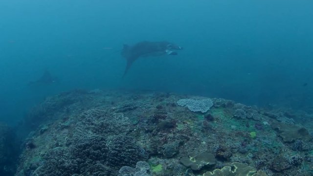mant ray bali nusapenida