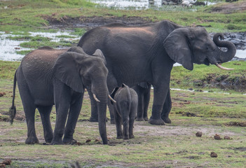 Fototapeta premium Large elephant herd taking a bath in the Chove river, Chobe Riverfront, Serondela, Chobe National Park, Botswana