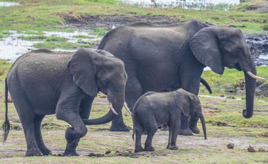 Fototapeta premium Large elephant herd taking a bath in the Chove river, Chobe Riverfront, Serondela, Chobe National Park, Botswana