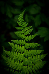 Felce nel sottobosco