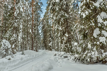 forest road snow winter spruce