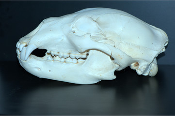 Braunbär Schädel