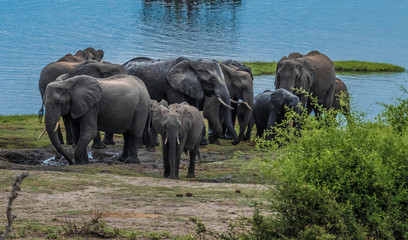 Naklejka na ściany i meble Large elephant herd taking a bath in the Chove river, Chobe Riverfront, Serondela, Chobe National Park, Botswana