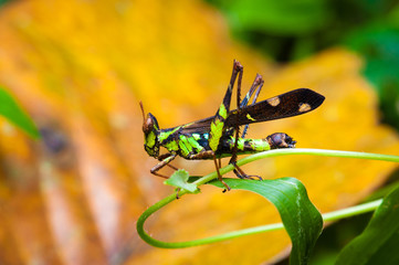Insect on grass
