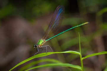Insect on grass