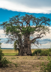 Fototapeta na wymiar Baobab tree, Chobe riverfront, Serondela, Chobe National Park, Botswana