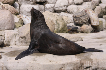 Kalifornischer Seelöwe liegt auf Stein,  Zalophus californi