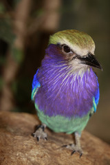 Gabelracke sitzt auf Ast, Coracias caudata