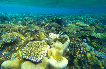 Naklejka na ściany i meble fish hide in corals
