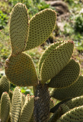 Cactus à Samitier, Aragon, Espagne