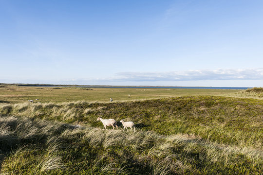 Sheep between marram grass, Ellenbogen, Sylt, Schleswig-Holstein, Germany