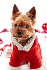 Yorkshire Terrier dressed as Santa Claus on a light background