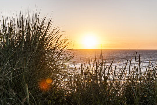 Marram grass in sunset, Kampen, Sylt, Schleswig-Holstein, Germany