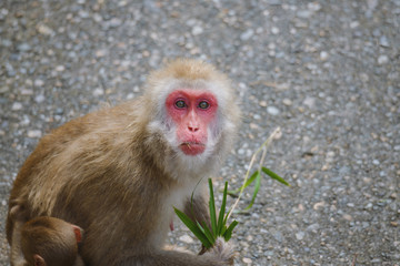 Fototapeta premium ニホンザル