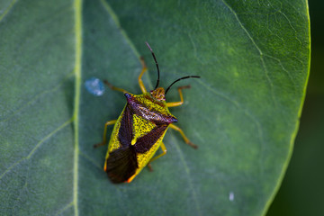 macro