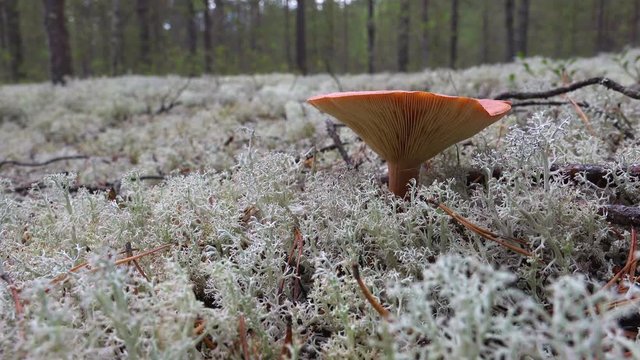 the mushroom is on the Bor