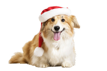 red dog symbol of the new 2018 in the Santa hat
