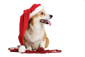 red dog symbol of the new 2018 in the Santa hat

