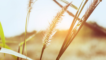 Golden light in the morning with a spring meadow. Abstract background.