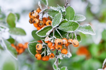 Close-Up of berries growing on tree during winter