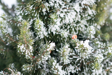 Fir tree branche covered with hoarfrost. Selective focus