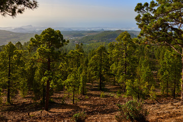 Fototapeta na wymiar pine tree forrests in the Teide national park Tenerife