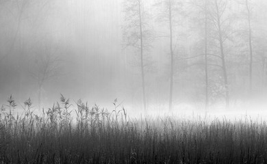 Jesienny Las w Mgle © Wojciech Lisiński