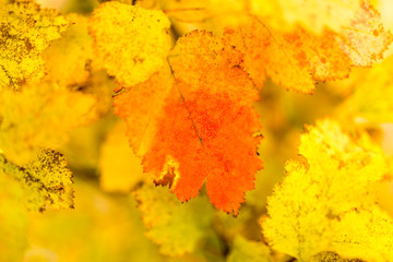 beautiful leaves on a tree in autumn