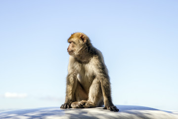 Macaque Monkeys at the Rock of Gibraltar