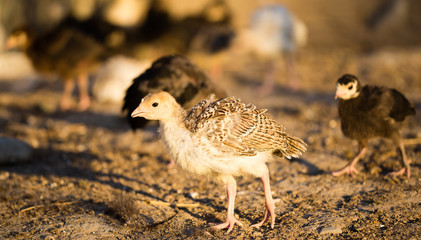 small turkey chickens graze on the farm