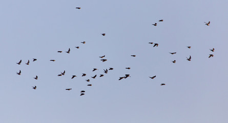 flock of birds of pigeons against blue sky sunset