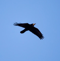 black crow on blue sky in flight