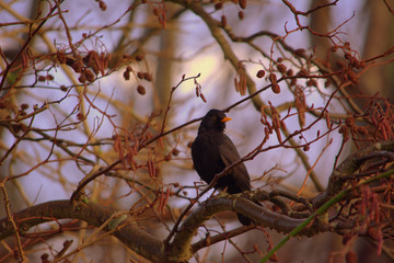 Amsel im Baum