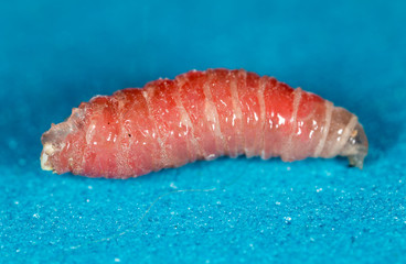 red worm of maggots on a blue background