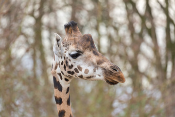 Kopf einer Giraffe