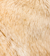 Wool of a dog as an abstract background
