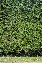 Green plant background