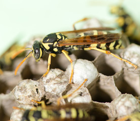 A wasp for hives in nature