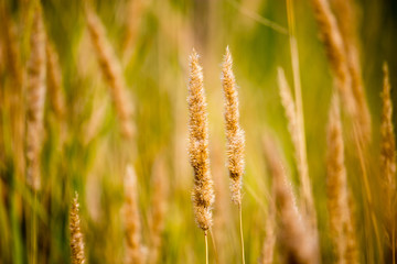 yellow ears on grass in autumn park