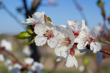 bloom apricot tree