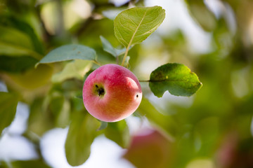 Ripe apple on a tree in the nature