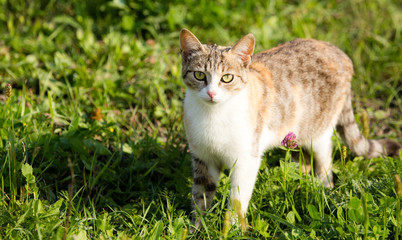 cat walking in the grass outdoors