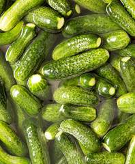 green cucumbers wash in water as a background