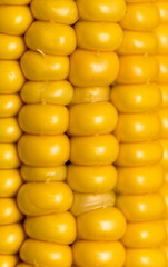 yellow corn kernels in the cob as a background